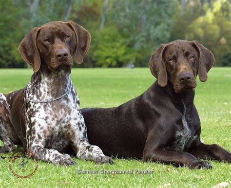 Beautiful German Shorthaired Pointers | German shorthaired pointer ...