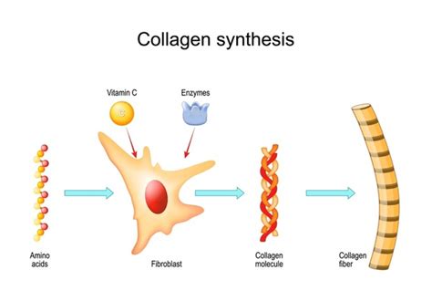 Collagen Synthesis: Over 158 Royalty-Free Licensable Stock Illustrations & Drawings | Shutterstock