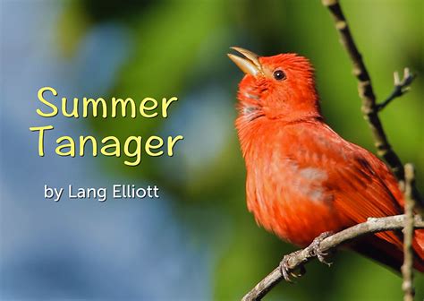 Summer Tanager - featured image 1200X852 | Music of Nature