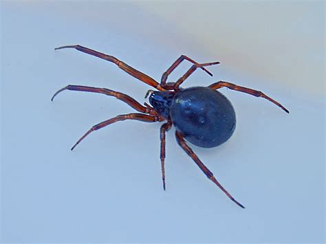 Mike's Cornwall: The False Widow Spiders in Cornwall