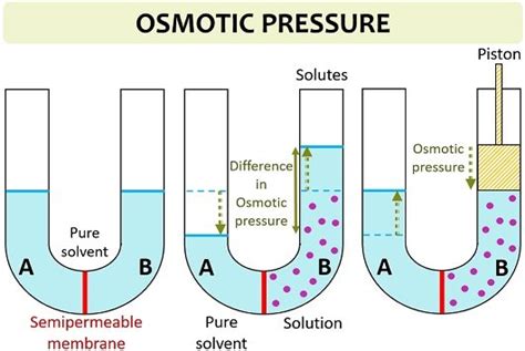 Difference Between Osmotic Pressure and Osmotic Potential (with Comparison Chart) - Biology Reader