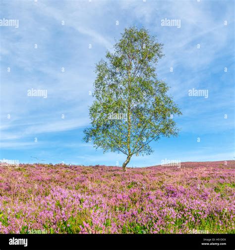 Birch tree flowers hi-res stock photography and images - Alamy