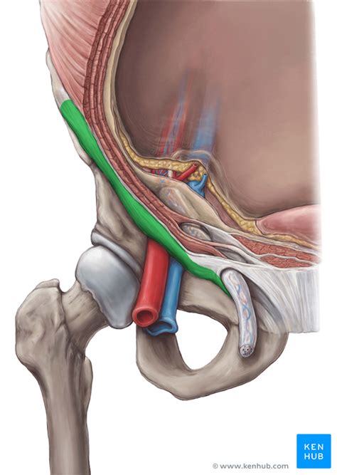 Inguinal canal - Contents and Boundaries | Kenhub