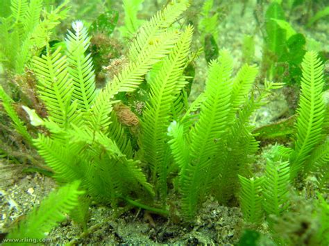 Caulerpa taxifolia | The green algae Caulerpa taxifolia - aq… | Flickr