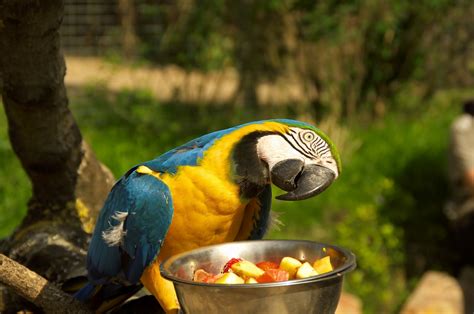 Kostenlose foto : Vogel, Tierwelt, Zoo, Fauna, Ara, Farben, Papagei, Tierpark 4672x3104 ...