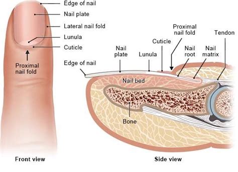 Structure of the nails | informedhealth.org