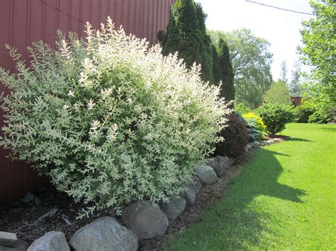 Salix intega Hakuro Nashiki dappled willow shrub | Landscaping trees ...