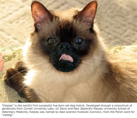 Cornell’s Genetic Breakthrough Produces Cat-Dog Hybrid - Catster