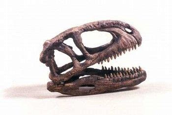 Abelisaurus Dinosaur Fossil Skull Replica 1:9 scale. The Abelisaurus Dinosaur Fossil Skull ...