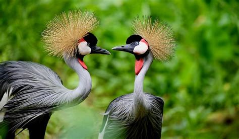 Crested Crane birds in Uganda