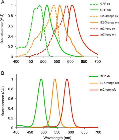 Fluorescence spectra of GFP, E2-Orange and mCherry. Shown are ...