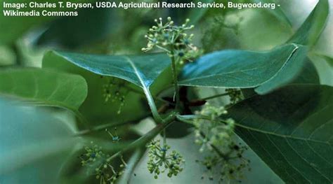 Black Tupelo Tree: Leaves, Bark (Pictures) - Identification and Care Guide