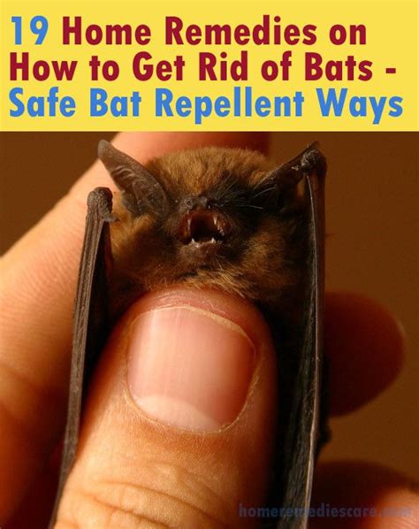 19 Home Remedies on How to Get Rid of Bats – Safe Bat Repellent Ways | Getting rid of bats, Bat ...