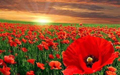 Poppy, Fields, At, Sunset, Flower Wallpapers, Nature Images ... | Rainbow tattoo | Pinterest ...