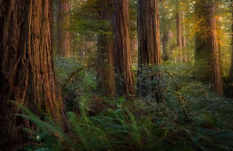 The Sun Forest (2005) | Redwood National Park, California | Marc Adamus Photography