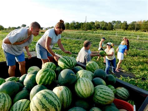 Rotarians harvest watermelons to feed the hungry | News | fauquier.com