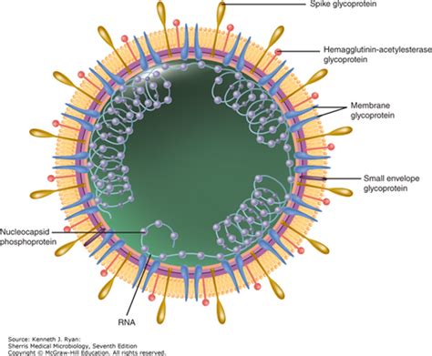 AccessMedicine's Image of the Week: Virion Structure of a Coronavirus | AccessMedicine Network