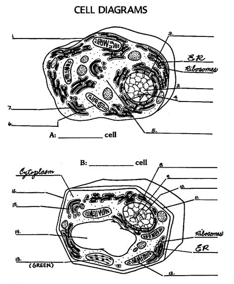 13 Animal Cell Worksheet Answers / worksheeto.com