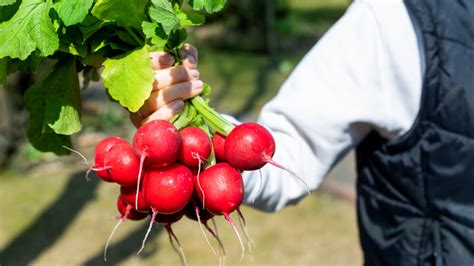 14 Radish Varieties You Should Keep On Your Radar