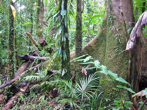 Wet Tropics of Queensland - Wikipedia