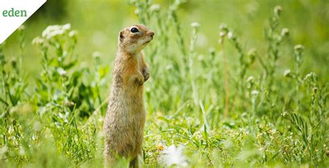 How to Eliminate Gophers? | Eden Lawn Care and Snow Removal