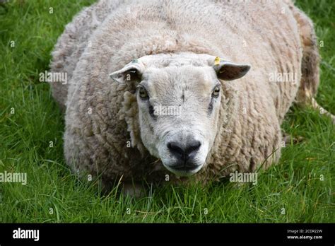 Obese sheep resting in a grass field on farmland Stock Photo - Alamy