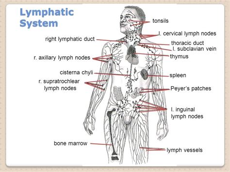 Lymphatic System Diagram | Quizlet