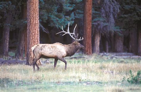 Valles Caldera elk Upcoming Events, Elk, New Mexico, National Parks ...