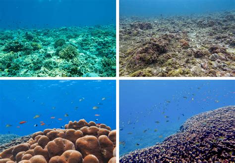 The Great Coral Grief of Lakshadweep islands | United Nations Development Programme