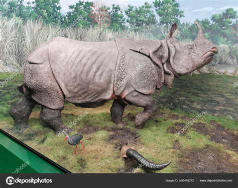 Reproduction Rhinoceros Natural Science Museum High Quality Photo Stock ...