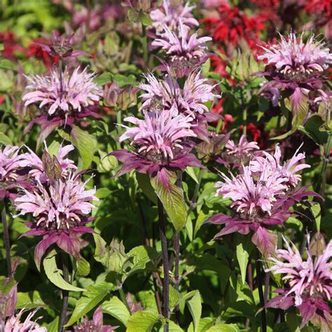 Buy bergamot Monarda 'Beauty of Cobham': Delivery by Crocus