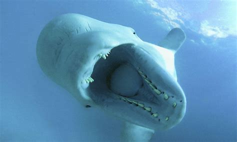 Ten Interesting Facts about Beluga Whales | Blog Posts | WWF