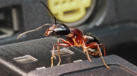 Why are Ants Attracted to Electrical Outlets?