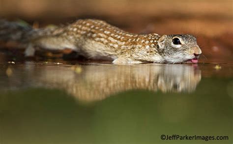 Photographing Wildlife in the South Texas Brush Country - Apogee Photo ...