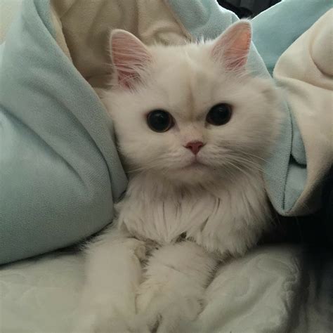 #whitepersiancat | Pretty cats, Cats, Cute cats