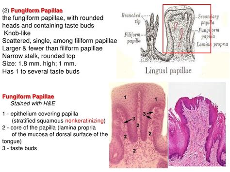 Histology Of The Oral Cavity