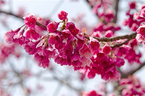 The,Name,Of,These,Cherry,Trees,Is,Taiwan,Cherry,. | JNTO