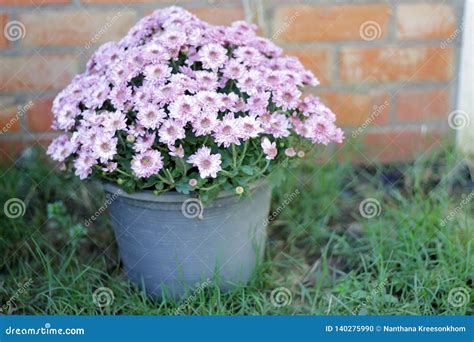 Purple flowers in pots stock photo. Image of backgroundsnbrown - 140275990