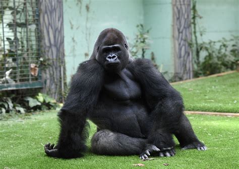 Gorilla Escapes From London Zoo: 5 Fast Facts | Heavy.com