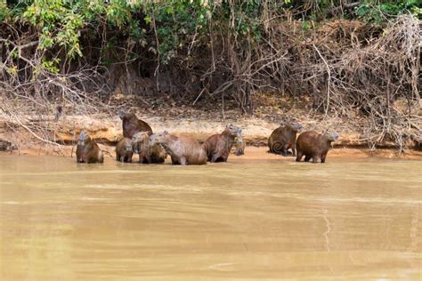 Herd of Capybara on Riverbank Stock Photo - Image of hydrochoerus, largest: 44241746