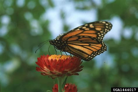 monarch butterfly (Danaus plexippus)