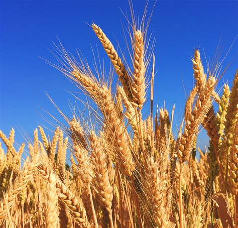 Harvest field | God Reports