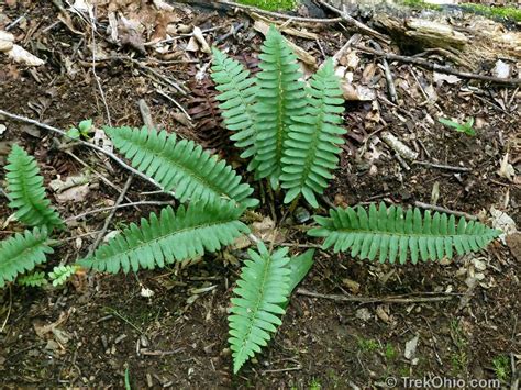 Basic Fern Identification | TrekOhio | Ferns, Christmas fern, Plant leaves