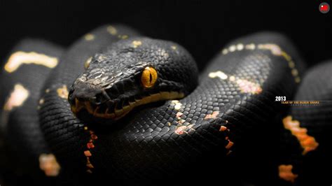 Scary Snake Wallpapers - Top Free Scary Snake Backgrounds - WallpaperAccess