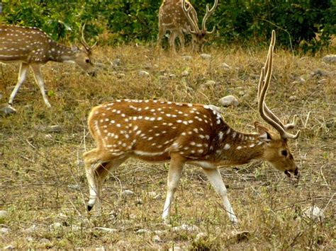 Cheetal mammals at Rajaji National Park | RAJAJI NATIONAL PARK