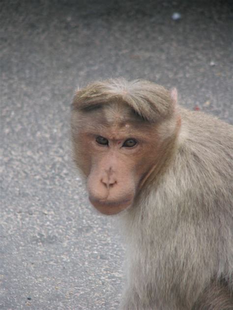 Monkey haircut | Flickr - Photo Sharing!