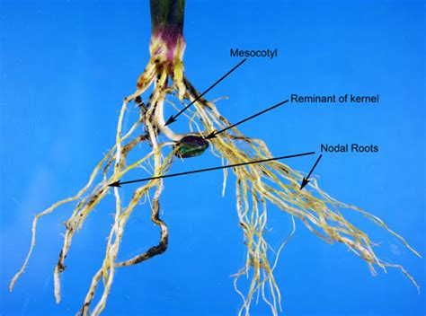 Early Corn Root Development // Integrated Crop and Pest Management News Article // Integrated ...