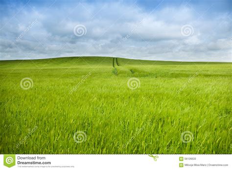 Wheat fields stock image. Image of blossom, macro, hill - 56126633