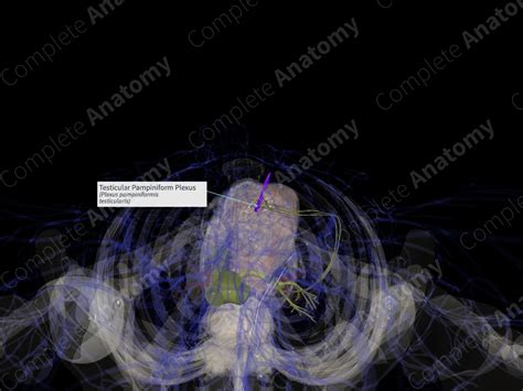 Testicular Pampiniform Plexus (Right) | Complete Anatomy