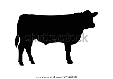 3,681 Silhouette Angus Cattle Images, Stock Photos, 3D objects, & Vectors | Shutterstock